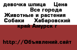 девочка шпица  › Цена ­ 40 000 - Все города Животные и растения » Собаки   . Хабаровский край,Амурск г.